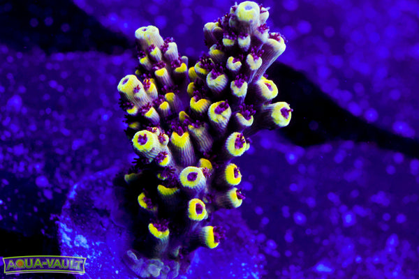 CV Crab Rangoon Acro