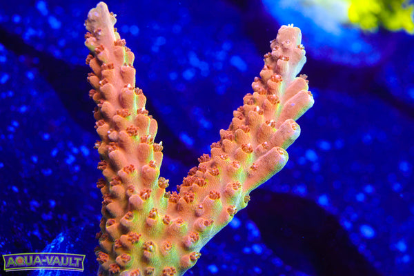 TGC Orange Creamcicle Acro