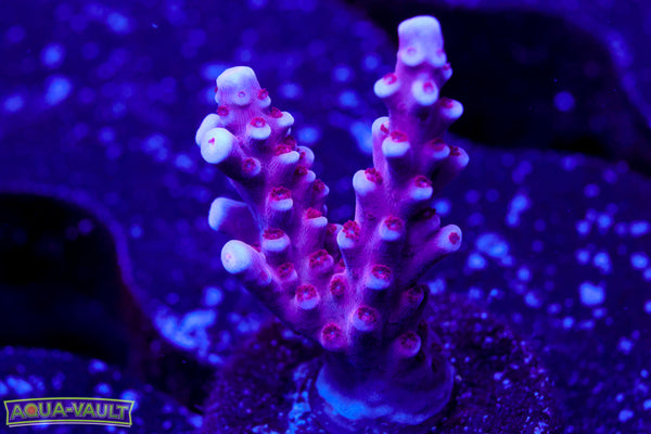 BC Space Laser Acro