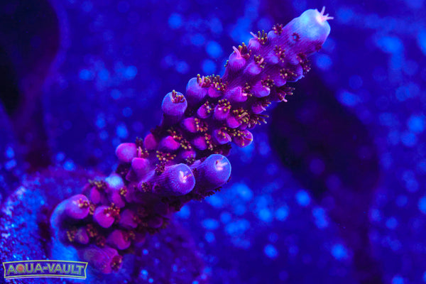 PC Rainbow Acro