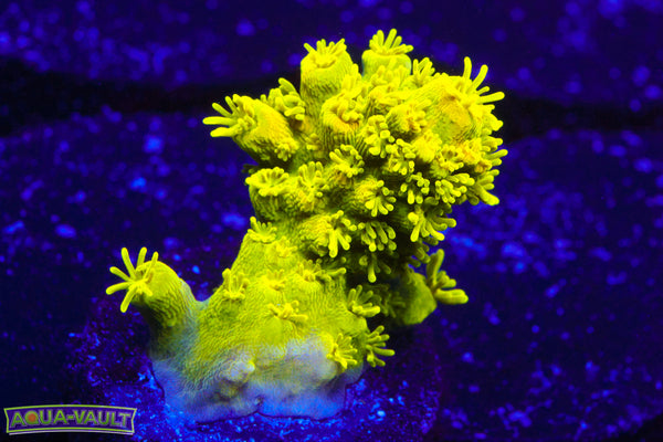 CV Hulk Acro