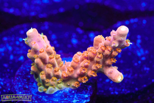 TGC Orange Creamcicle Acro