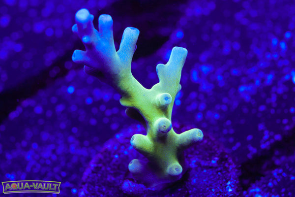 Blue Smooth Skin Acro Turaki