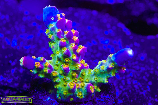 BC Bubble Bath Unicorn Acro