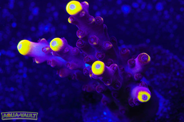 JF Foxflame Acro