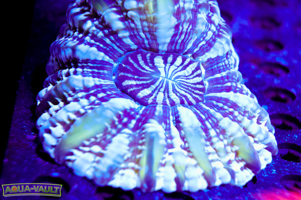 Target Cynarina Coral