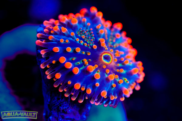 Godzilla Bounce Ricordea Yuma Mushroom Baby