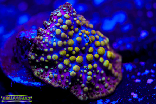 Lava Lamp Mushroom