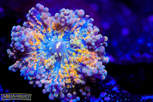 Rainbow Yuma Mushroom