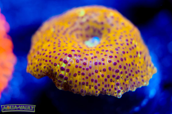 Leopard Discosoma