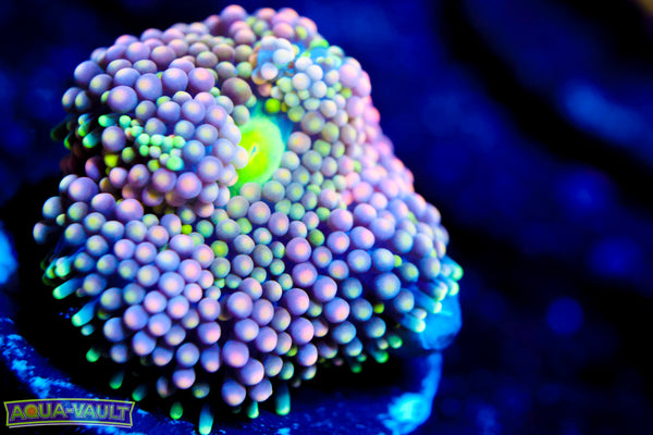 Baby Bop Ricordea Florida