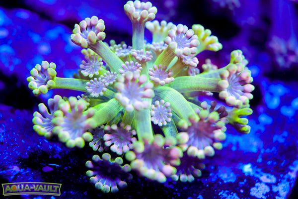 Photogenic Rainbow Alveopora