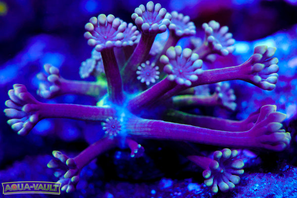 CV Holographic Black Alveopora