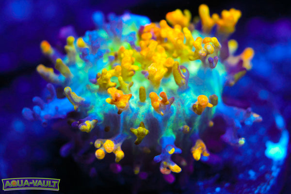 Magic Carpet Bounce Mushroom