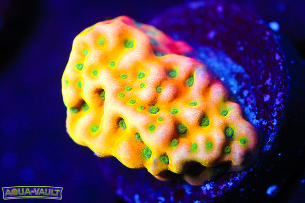 WWC Kung Pao Monti