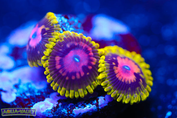 Scarlet Fever Zoa