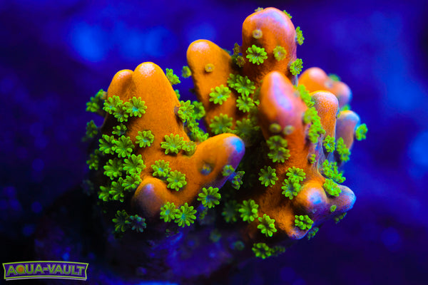 RRC Tropicana Anacropora