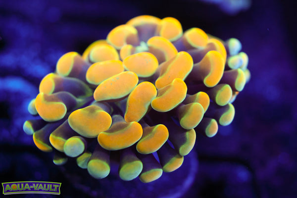 Rainbow Gold Branching Hammer