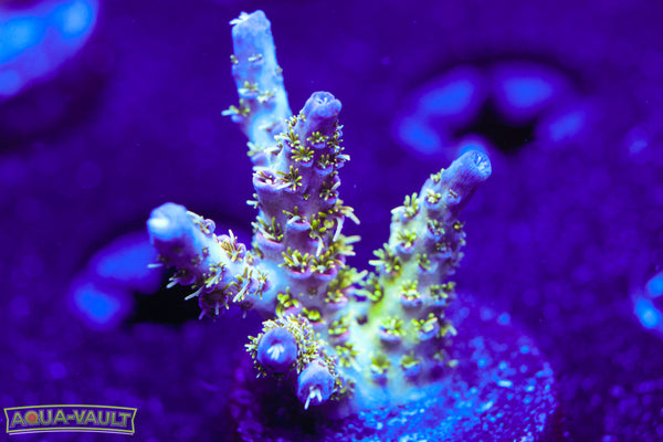 UW Rainbow Table Millepora