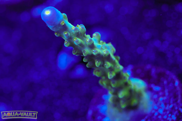 Tricolor Valida Acro