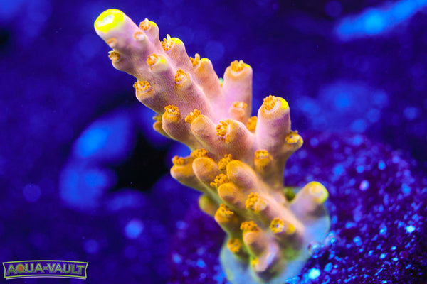 CB Golden Jawdropper Acro