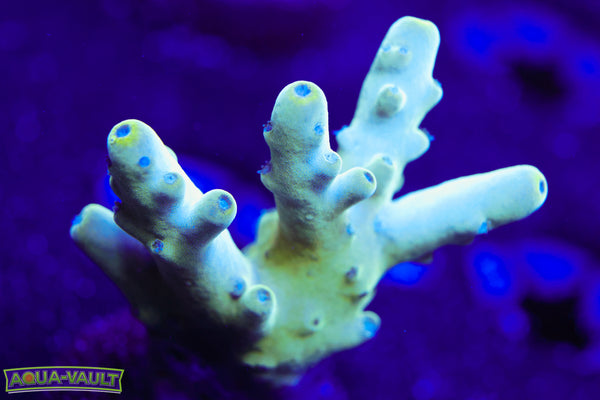 Raising Reef Blue Thunder Acro