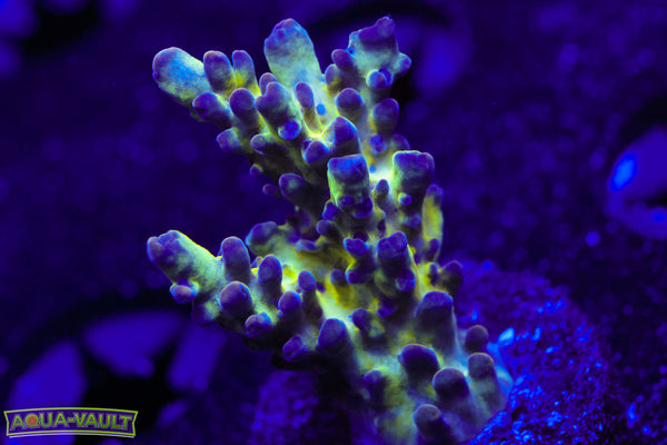 Nick's Purple Passion Acro