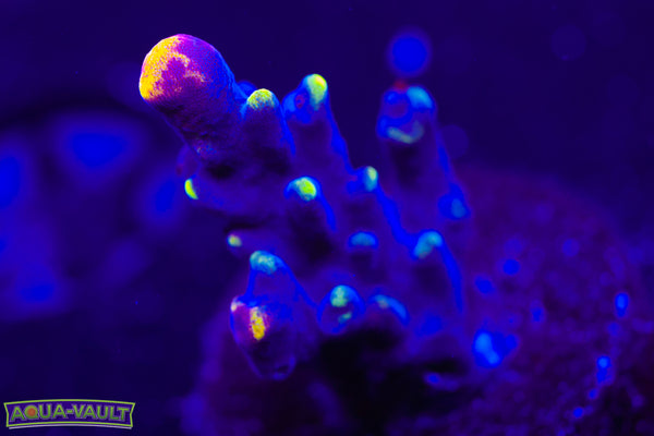 JF Foxflame Acro
