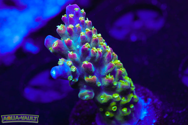 JF Shocktart Acro