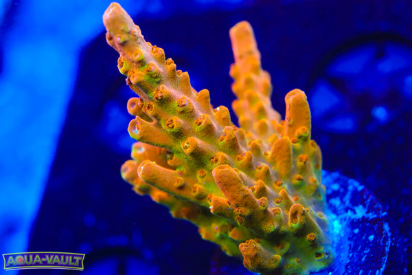 TGC Orange Creamcicle Acro