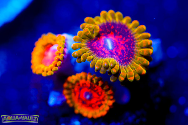 Grand Master Krak Zoa