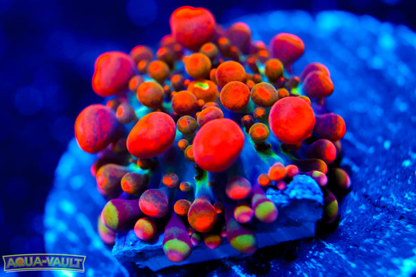 Animal Bean Bag Bounce Yuma Mushroom (ONE TIME AUCTION)