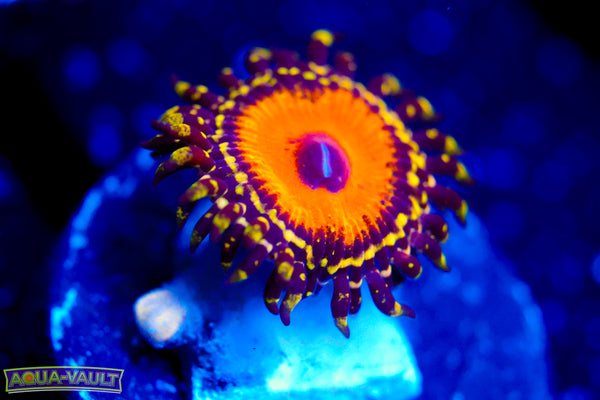 God Beast Zoa