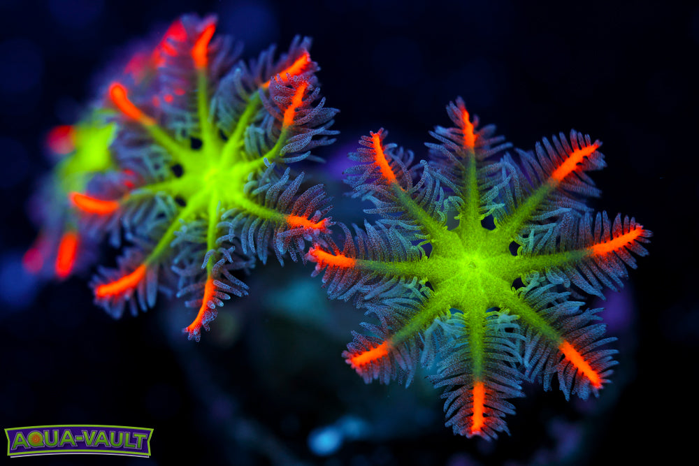 Big R Fireworks Clove Polyp