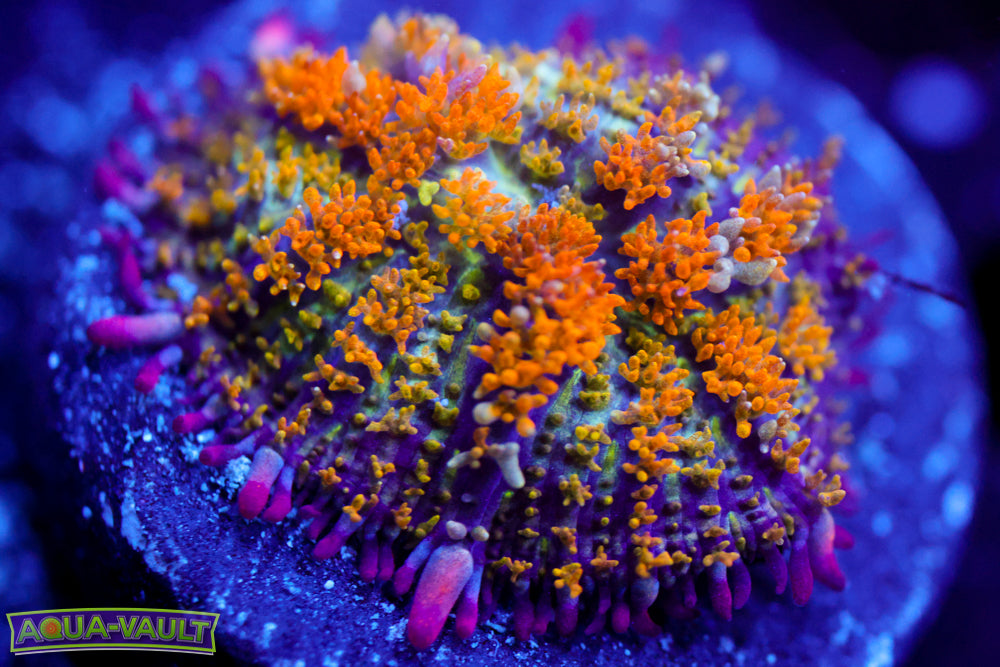 Gonzo's Golden Dragon Bounce Mushroom