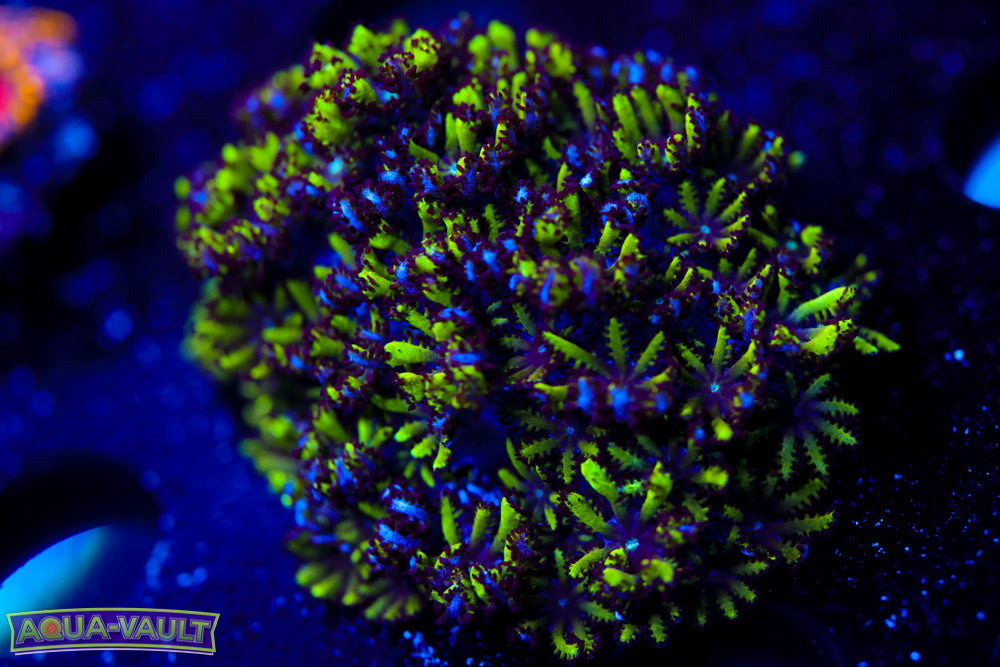 Blue Green Symopodium