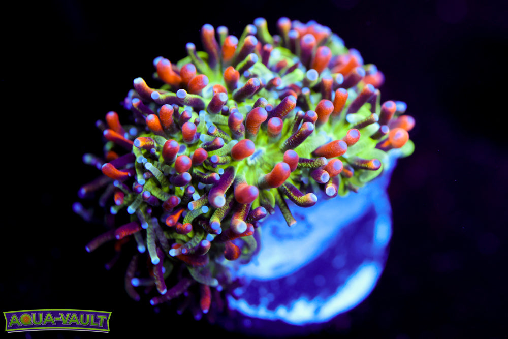 Marigold Galaxea