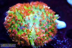 Rainbow Acid Bounce Mushroom