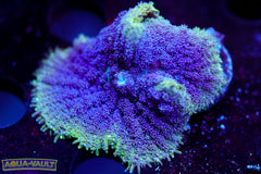 Toxic Rim Mushroom