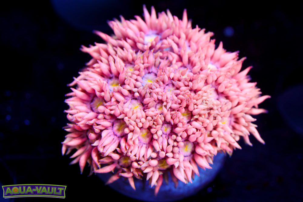 Cotton Candy Rainbow Goni