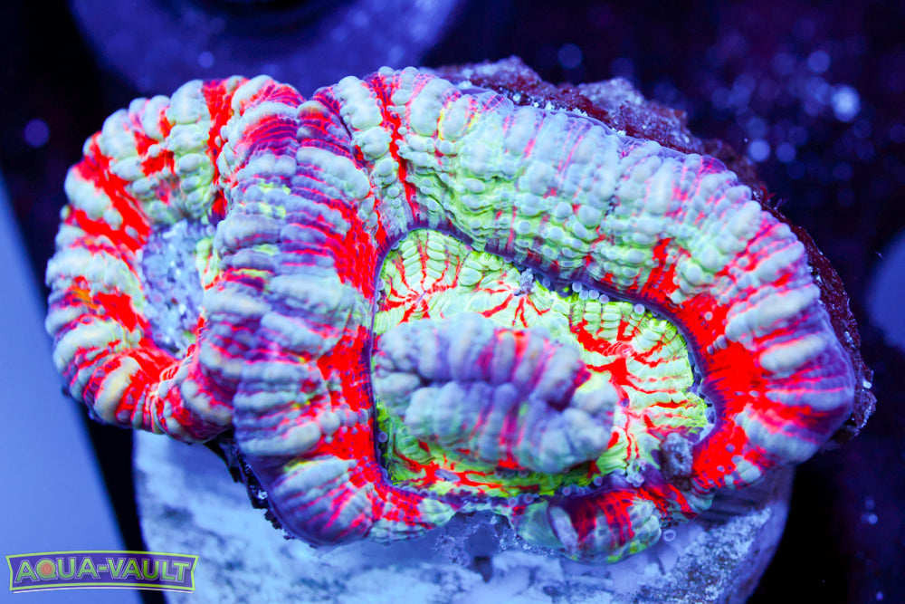 Hawaiian Willsoni (Aquacultured)