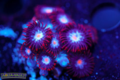 JPS Mystique Zoa