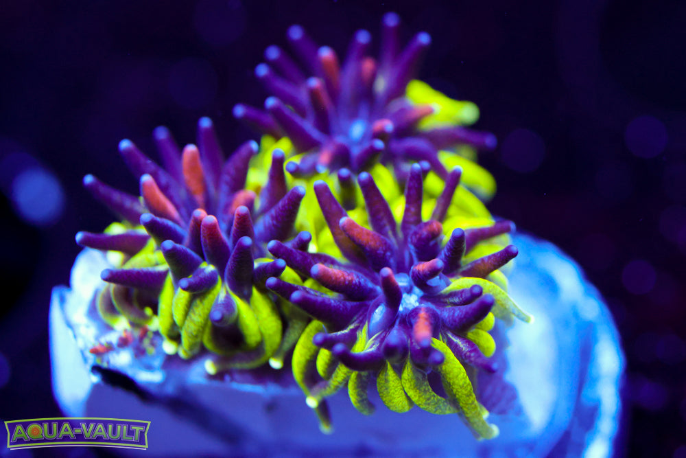 Sonic the Hedgehog Galaxea