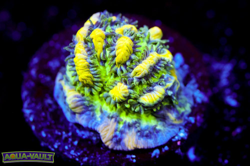 CV Emerald City Hydnophora