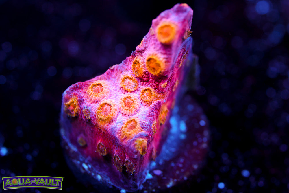 Copperhead Cyphastrea