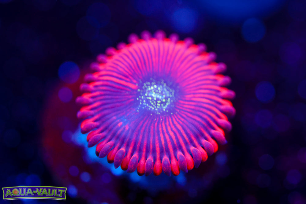 Magician Zoa