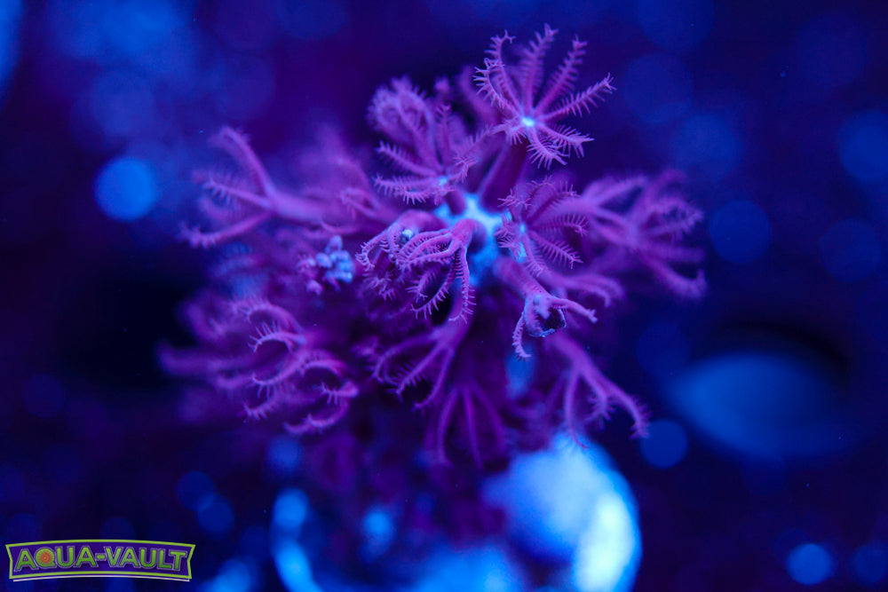 Photosynthetic Gorgonian