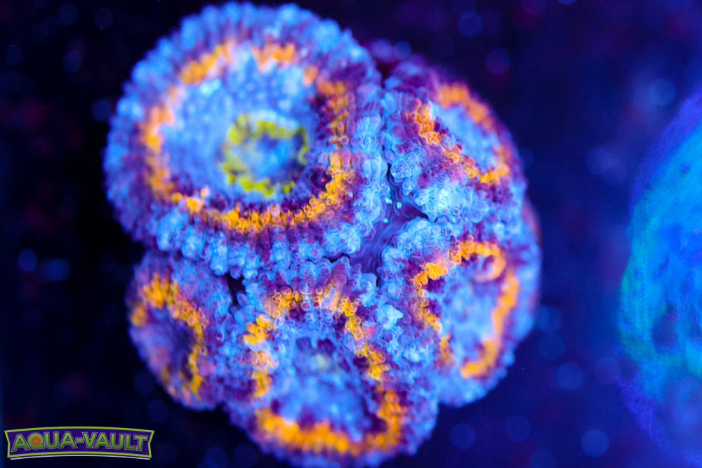 Corona Rainbow Acan $$$