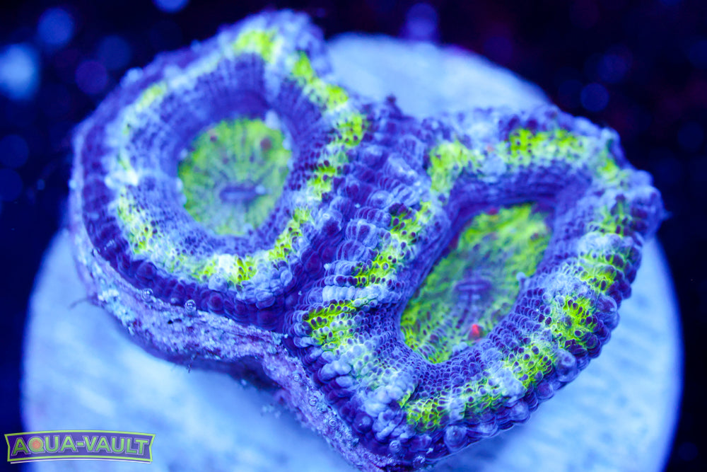 Alien Acan
