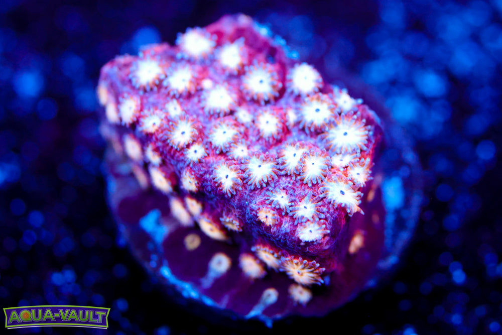 Marvel Cyphastrea